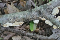Skeletocutis semipileata