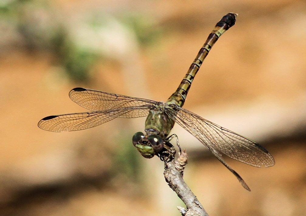 Green Hooktail