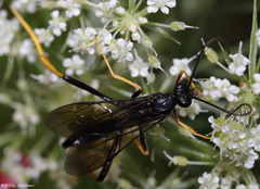 Exetastes suaveolens