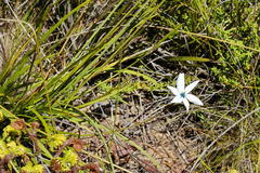 Aristea cantharophila