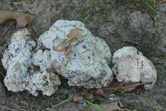 Mycogone calospora