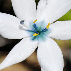 Aristea cantharophila