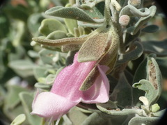 Eremophila forrestii
