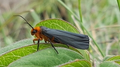 Gnamptonychia ventralis