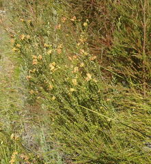 Penaea cneorum cneorum