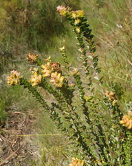 Penaea cneorum cneorum