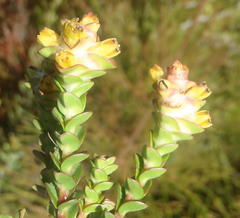 Penaea cneorum cneorum