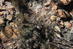 Leucadendron nitidum