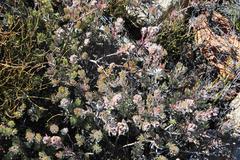 Leucadendron nitidum