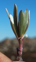 Leucadendron nitidum