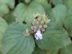 Epithema ceylanicum