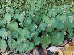 Epithema ceylanicum