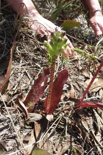 Lachenalia capensis