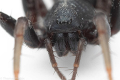 Castianeira walsinghami