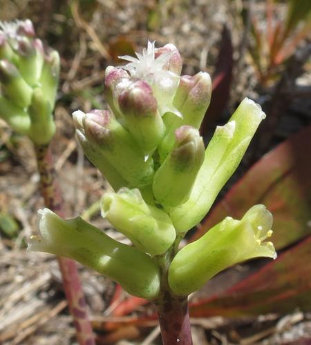 Lachenalia capensis
