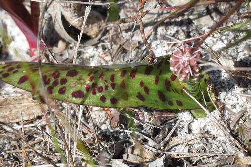 Lachenalia capensis