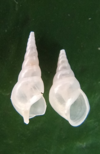 Scalenostoma observed 2020-02-09