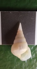 Scalenostoma lodderae