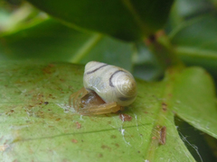 Cyrtarachne raniceps