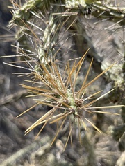 Cylindropuntia waltoniorum