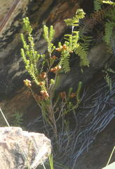 Erica glomiflora glomiflora