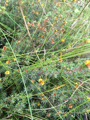 Pultenaea tenuifolia