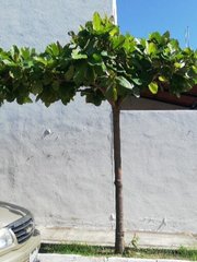 Terminalia kaernbachii