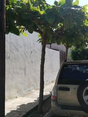 Terminalia kaernbachii