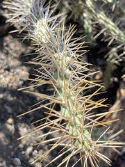 Cylindropuntia waltoniorum