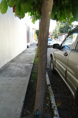 Terminalia kaernbachii