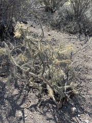 Cylindropuntia waltoniorum