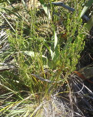 Erica glomiflora glomiflora