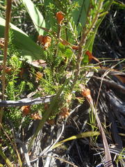 Erica glomiflora glomiflora