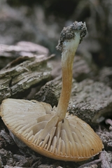 Simocybe serrulata