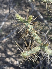 Cylindropuntia waltoniorum