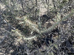 Cylindropuntia waltoniorum