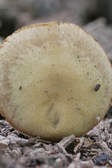 Simocybe serrulata