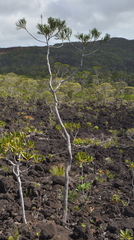 Dacrydium araucarioides