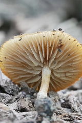 Simocybe serrulata