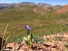 Gentianopsis barbellata