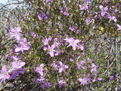 Thysanotus patersonii