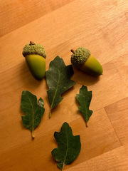 Quercus × jolonensis