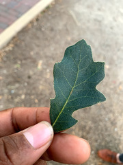 Quercus × jolonensis