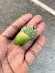 Quercus × jolonensis