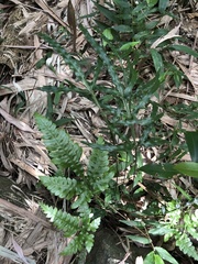 Pteris dimorpha