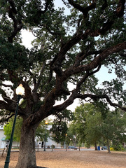 Quercus × jolonensis