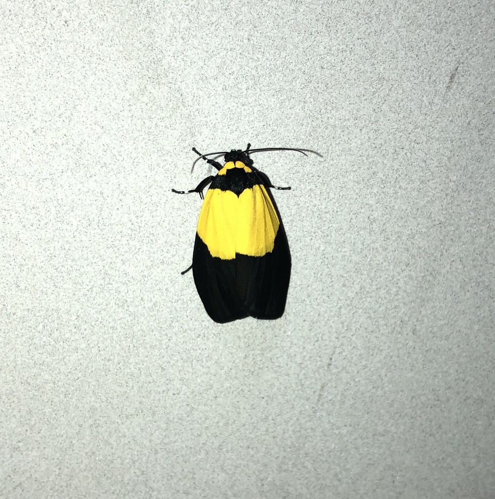 Scaptesyle bicolor
