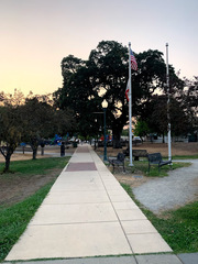 Quercus × jolonensis