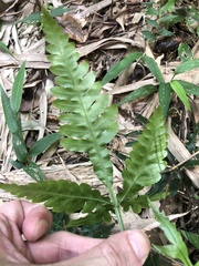 Pteris dimorpha