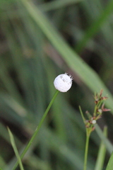 Eriocaulon australe